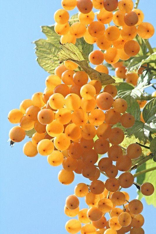 Amber Autumn Apple Collection Crate